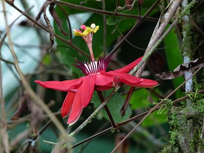 Red Crown Flower