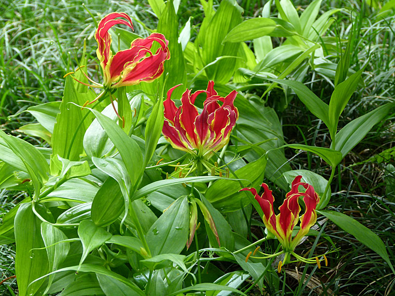 Red and Yellow Flowers