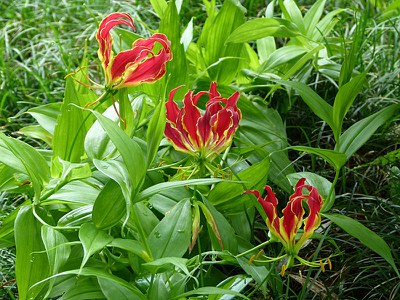 Red and Yellow Flowers