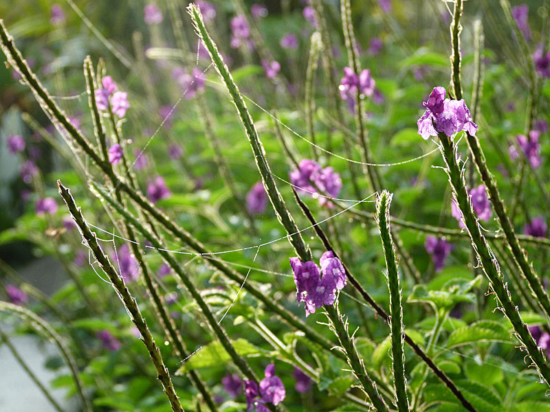 Verbena - cobwebs