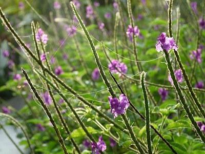 Verbena - cobwebs