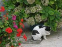 image_165.jpg