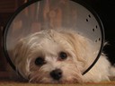 Recovering from Spay Surgery