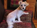 Chic Summer Trim