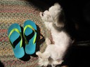 Guarding my Feelzgood FlipFlops