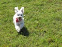 Pure Joy