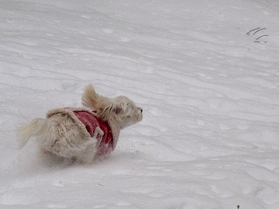 Snow Dash