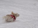 Snow Dash