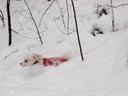 Snow Plow