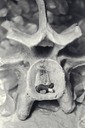 allisonvertebrae.jpg