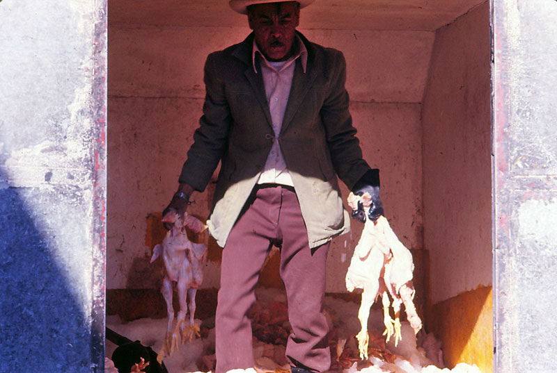 manwithchickens.jpg