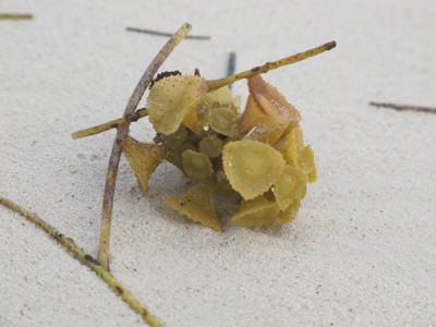 Sea Sculpture
