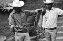 mencleaningcorn.jpg