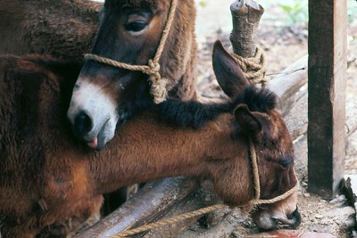 burros.jpg