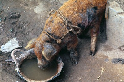 piglet.jpg
