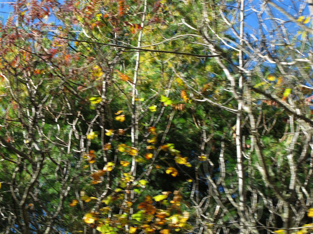 IMG_7329 -Large.jpg