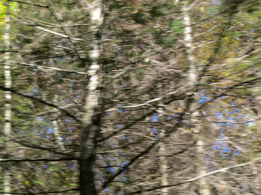 IMG_7379 -Large.jpg