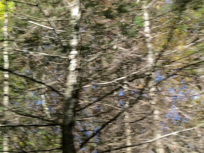 IMG_7379 -Large.jpg