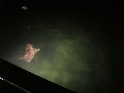A Manta Ray circles lazily under the dock at night