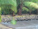 Rain and diffused light make beautiful colors