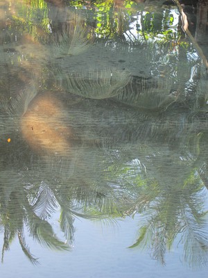 Palms reflected in the shallow waters of Saigon Bay