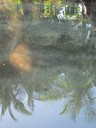 Palms reflected in the shallow waters of Saigon Bay