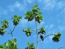 Turkey Vulture in the Breadfruit tree