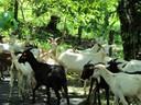 A herd of goats on the way to Boca del Drago