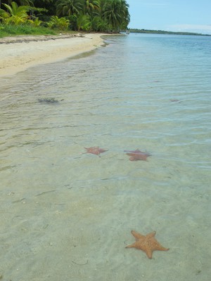 Starfish Beach