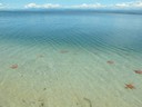 Lots of starfish at Starfish Beach