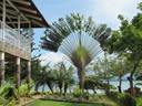 Traveler Palm which is related to the Haliconia family, not the Palm family