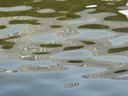 Water reflections