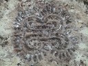 Petroglyph at Nancito