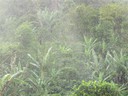 Bajareque - heavy mist from the north - almost daily event