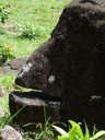 Monkey face rock
