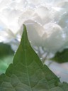IMG_1915.JPG