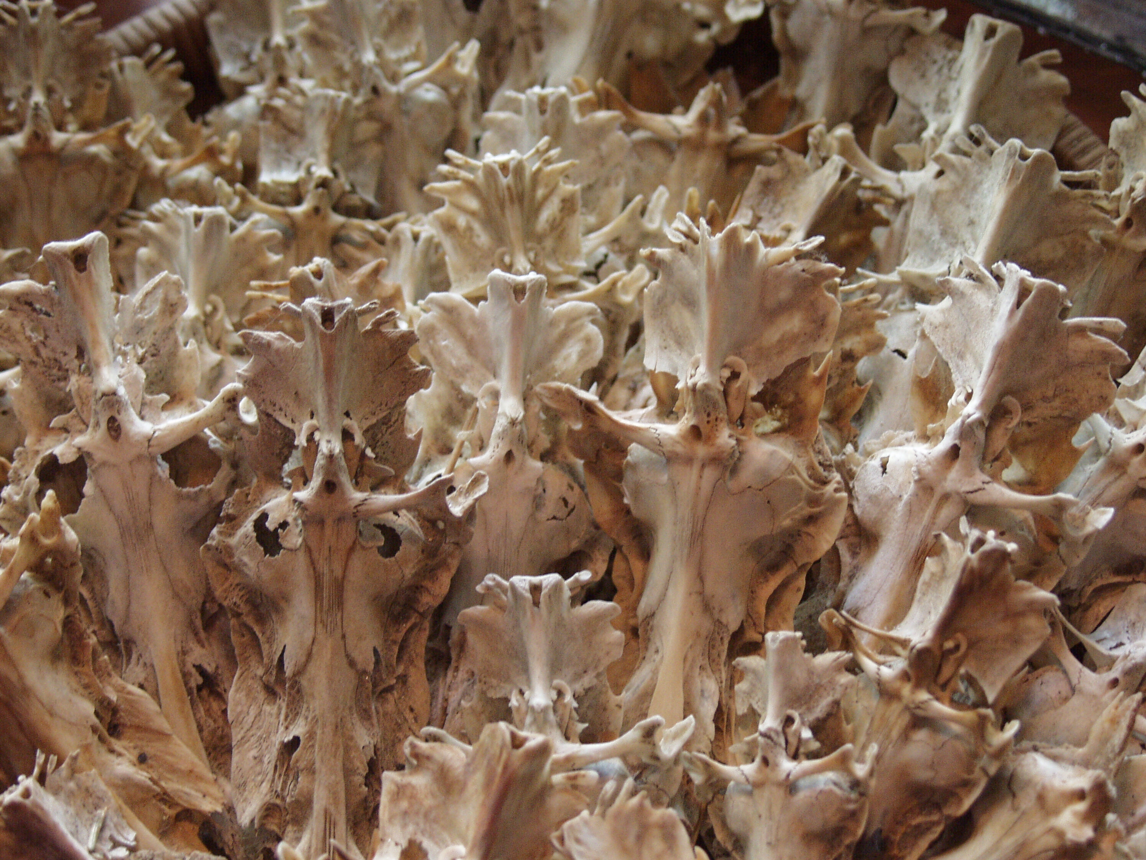 Collection of Catfish Skulls