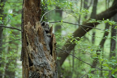 In Our Back Yard