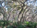 Scrub Oaks