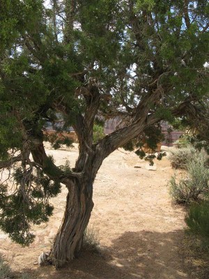 IMG_9407 -Medium.JPG