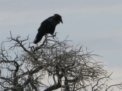 IMG_9411 -Medium.JPG