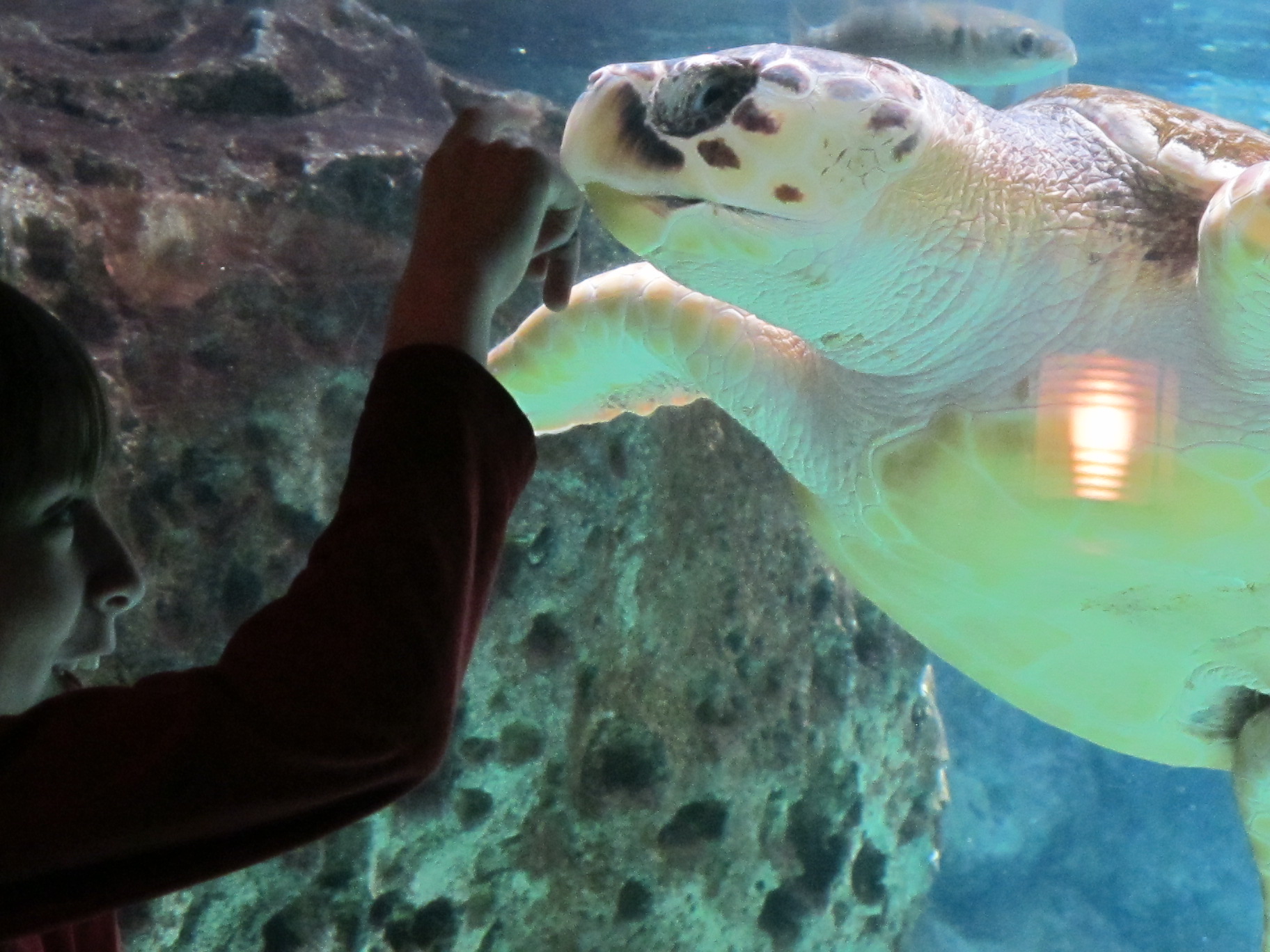 Atlanta Aquarium