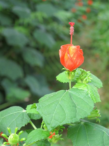 IMG_6494 -Medium.jpg