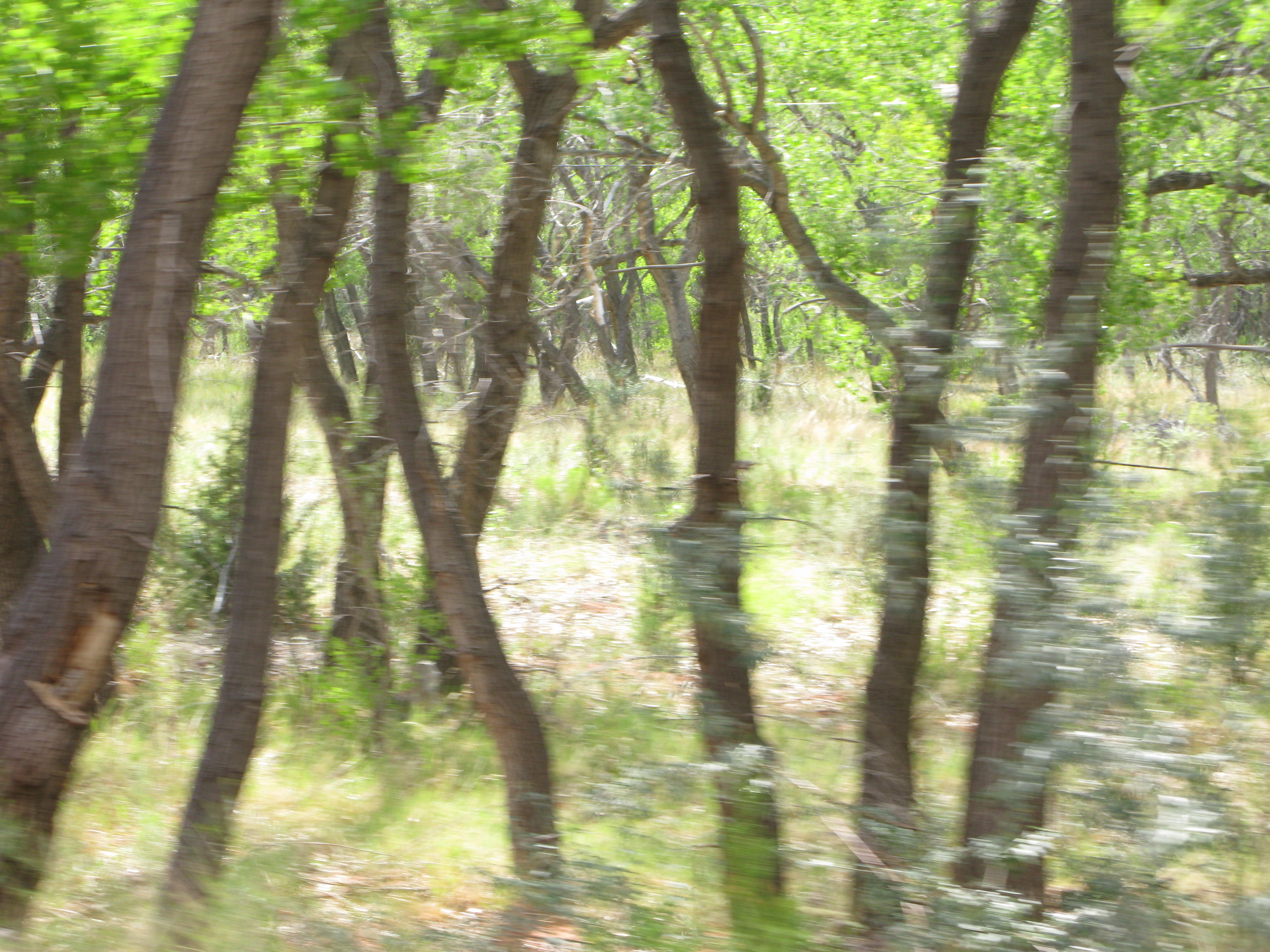 IMG_7781.JPG