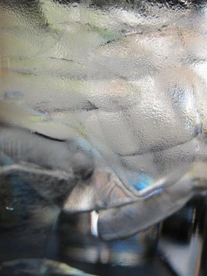 IMG_6214 -Medium.jpg