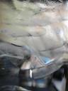 IMG_6214 -Medium.jpg